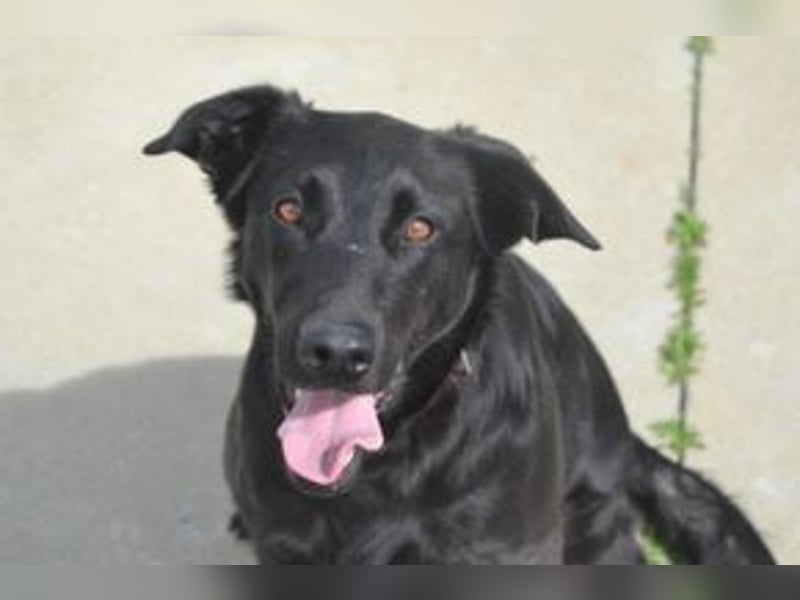 Lily, eine freundliche und gutmütige Familienhündin