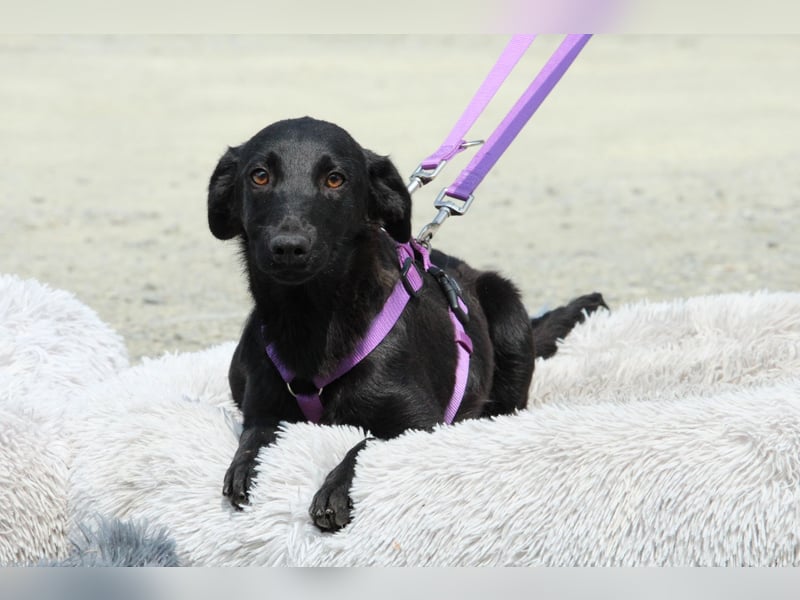 Gracie sucht liebevolles zu Hause...