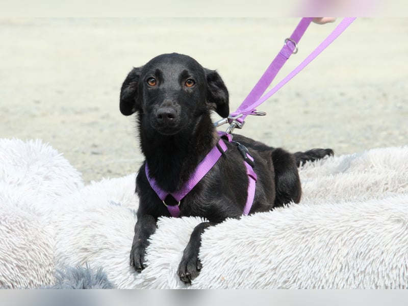 Gracie sucht liebevolles zu Hause...