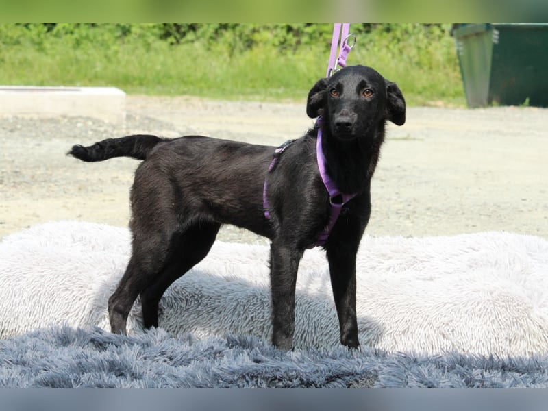Gracie sucht liebevolles zu Hause...