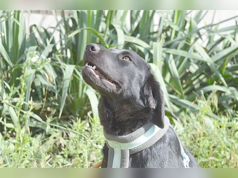 DANKA, superliebe Maus. Der ideale Familienhund