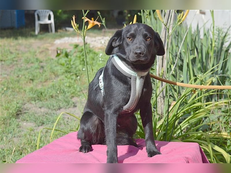 DANKA, superliebe Maus. Der ideale Familienhund