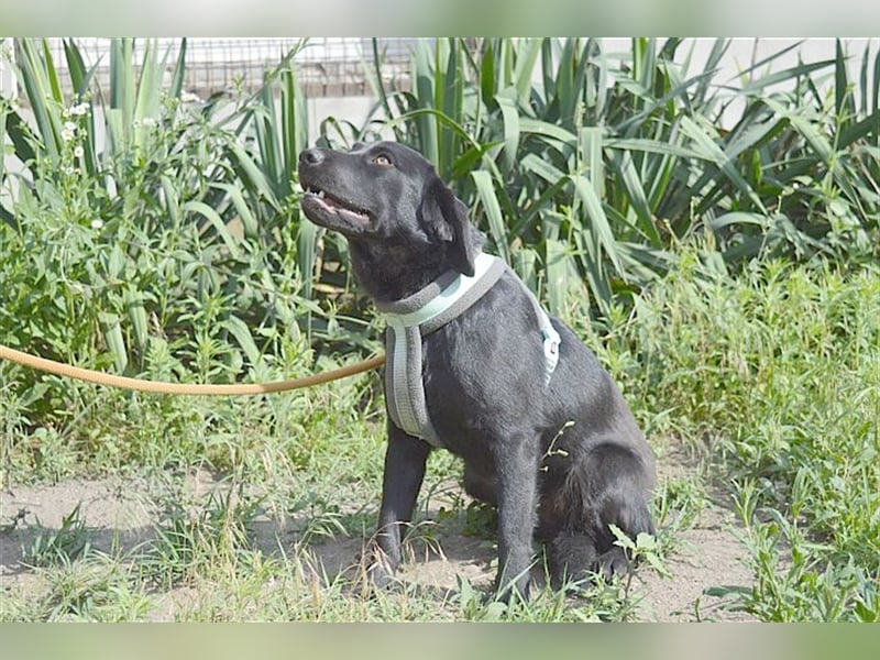 DANKA, superliebe Maus. Der ideale Familienhund