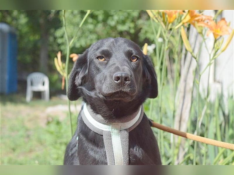 DANKA, superliebe Maus. Der ideale Familienhund