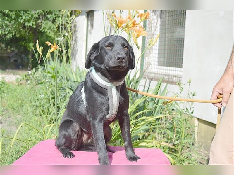 DANKA, superliebe Maus. Der ideale Familienhund