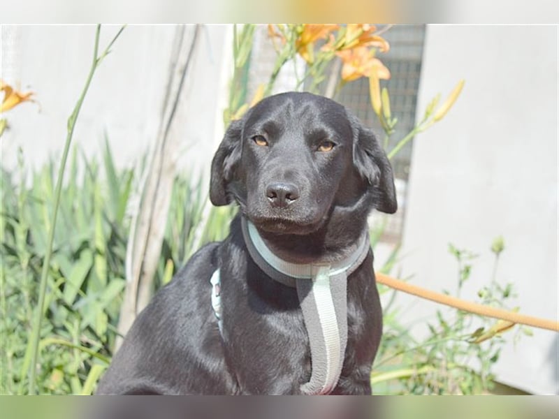 DANKA, superliebe Maus. Der ideale Familienhund