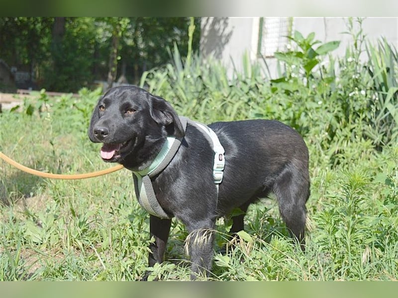 DANKA, superliebe Maus. Der ideale Familienhund