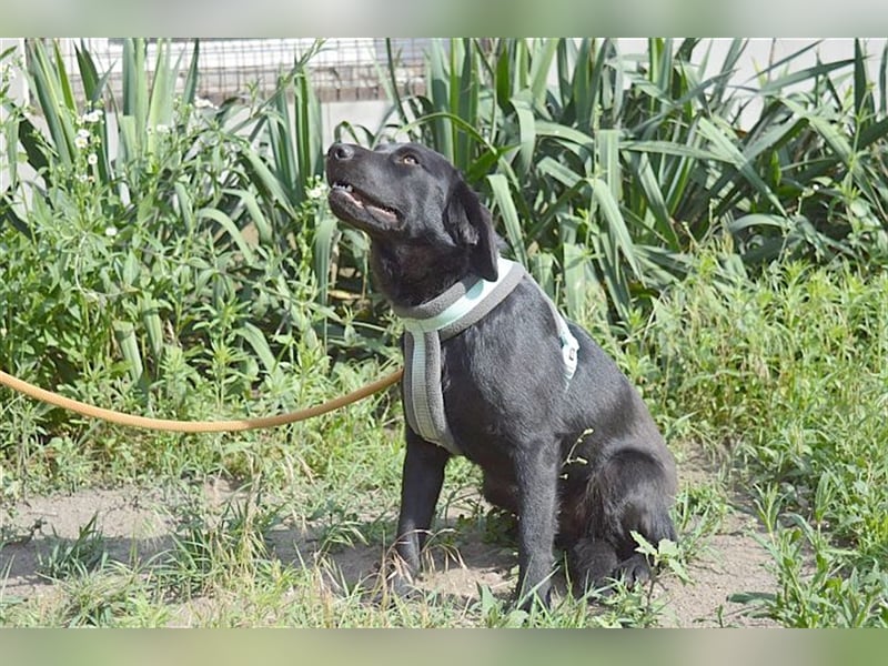 DANKA, superliebe Maus. Der ideale Familienhund