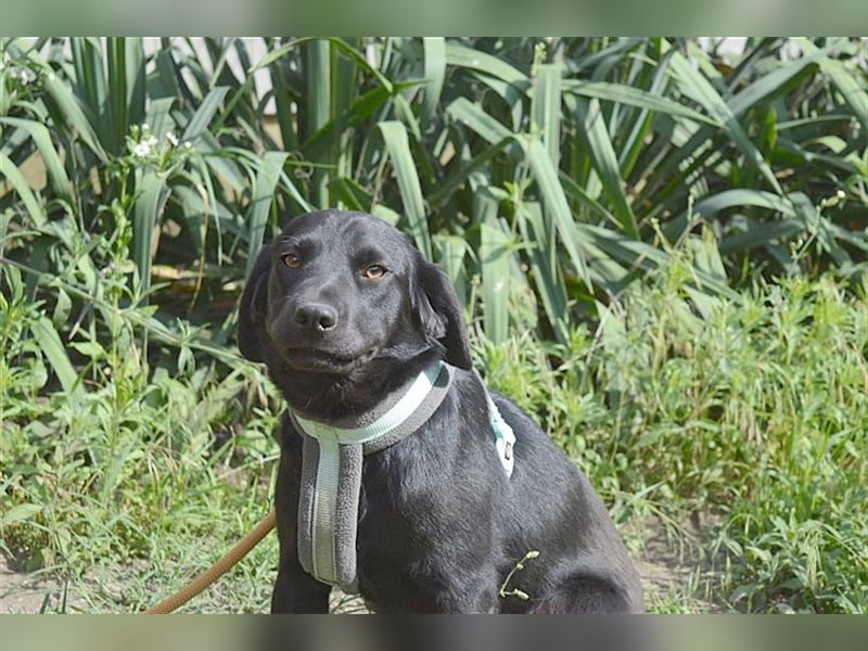 DANKA, superliebe Maus. Der ideale Familienhund