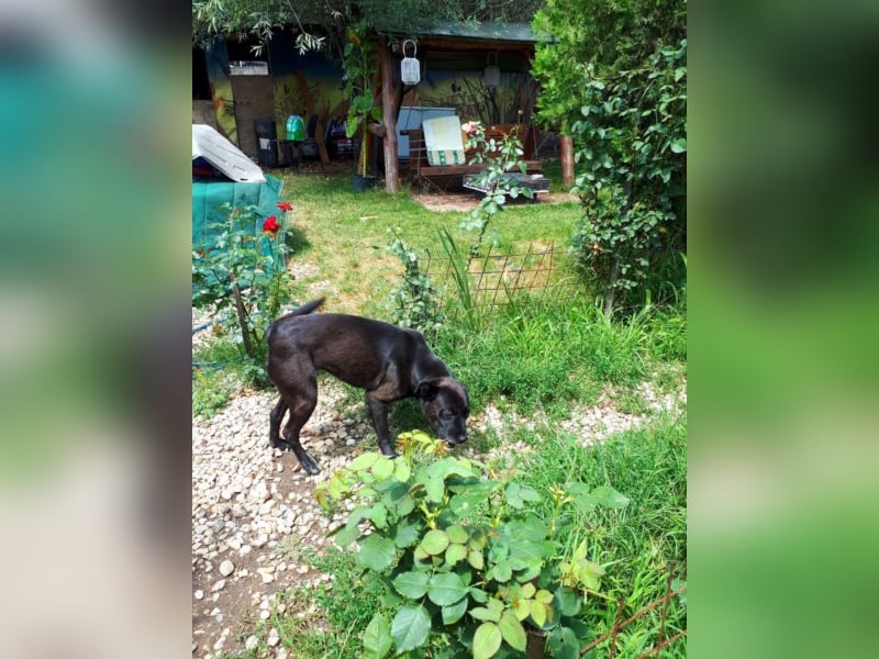Leben pur - unsere Lotte <3