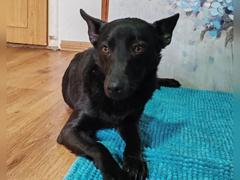 KIRA❤️sanftes, verschmustes Sonnenscheinchen sucht Liebe & Geborgenheit