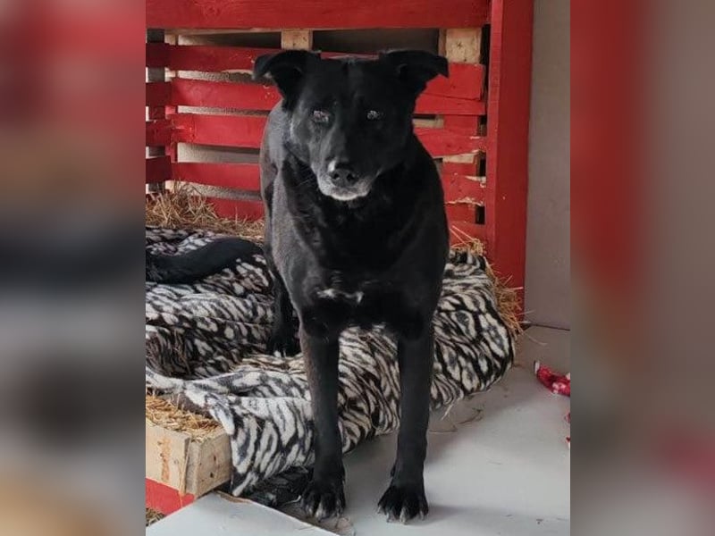 Megi ❤️ herzliche, sanfte Hunde-Seniorin