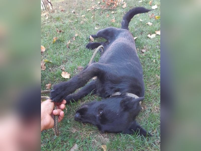 Ebony ❤️ verträglich, lieb, offen!