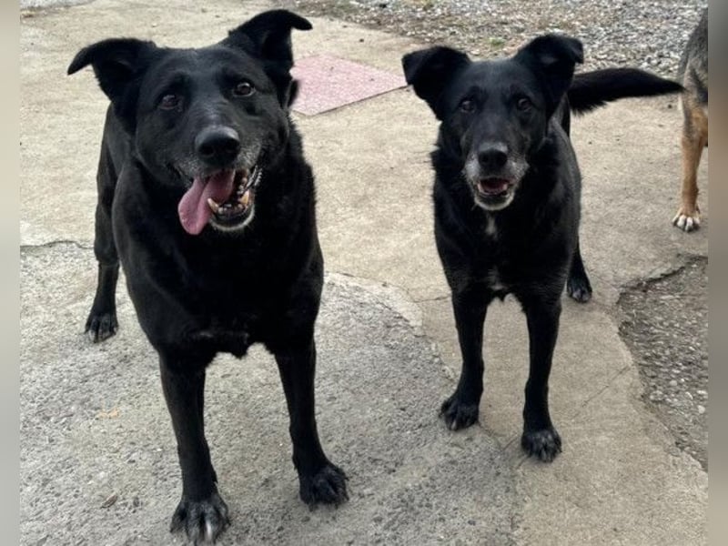 Megi ❤️ herzliche, sanfte Hunde-Seniorin