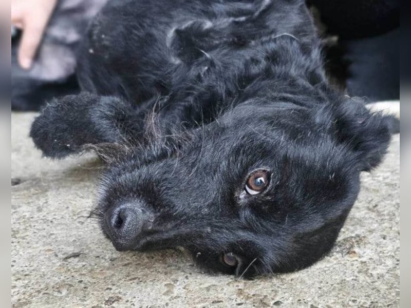 Ebony ❤️ verträglich, lieb, offen!