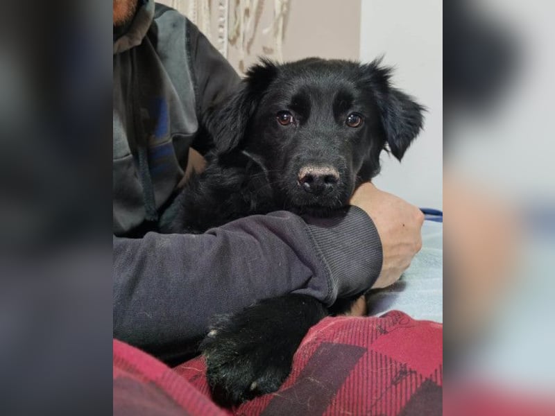 IRMA❤️schüchternes, sanftes Hundemädchen sucht ihr ruhiges Zuhause