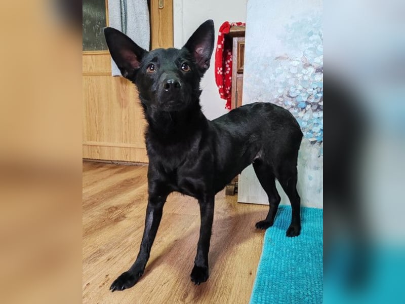 KIRA❤️sanftes, verschmustes Sonnenscheinchen sucht Liebe & Geborgenheit
