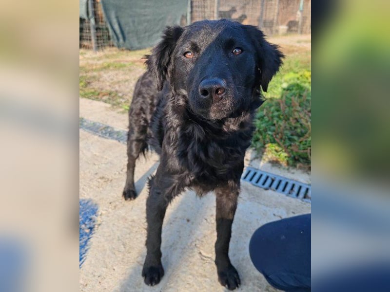 BlackBeauty ♥ Amber ♥ braucht viel Liebe & etwas Geduld