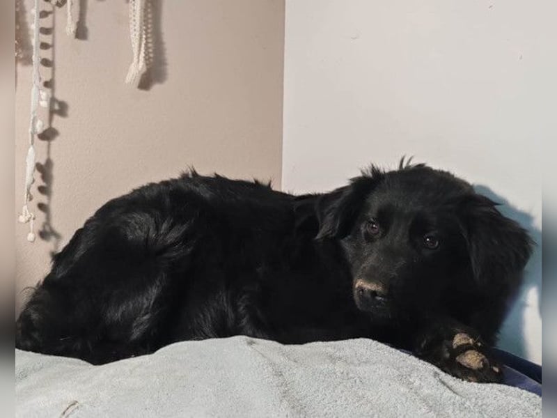 IRMA❤️schüchternes, sanftes Hundemädchen sucht ihr ruhiges Zuhause