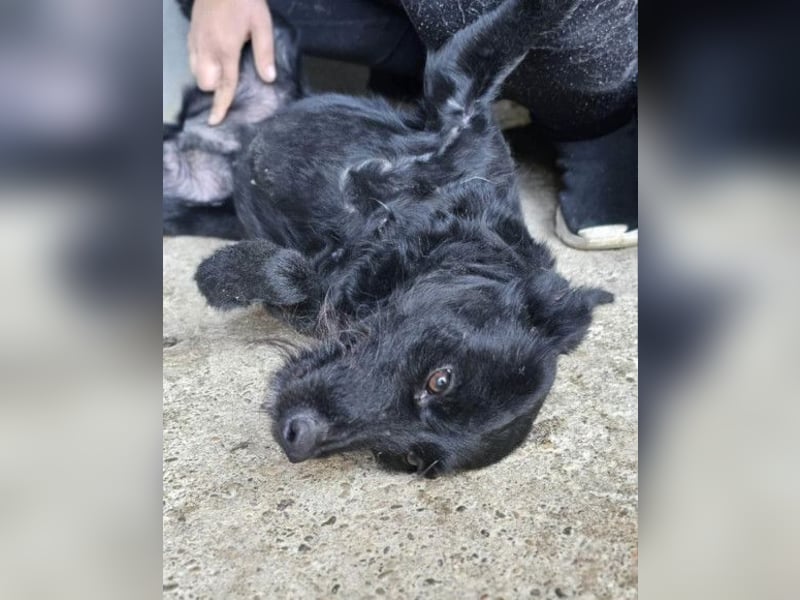 Ebony ❤️ verträglich, lieb, offen!