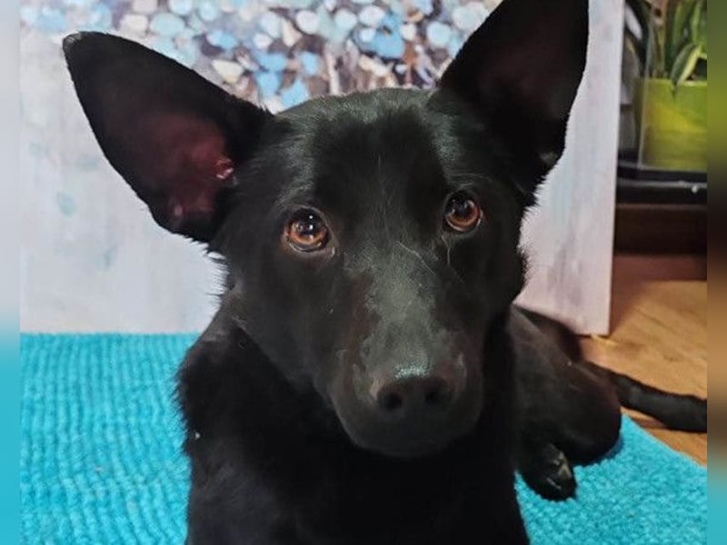 KIRA❤️sanftes, verschmustes Sonnenscheinchen sucht Liebe & Geborgenheit