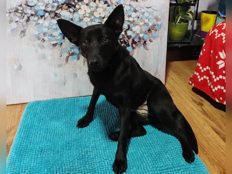 KIRA❤️sanftes, verschmustes Sonnenscheinchen sucht Liebe & Geborgenheit