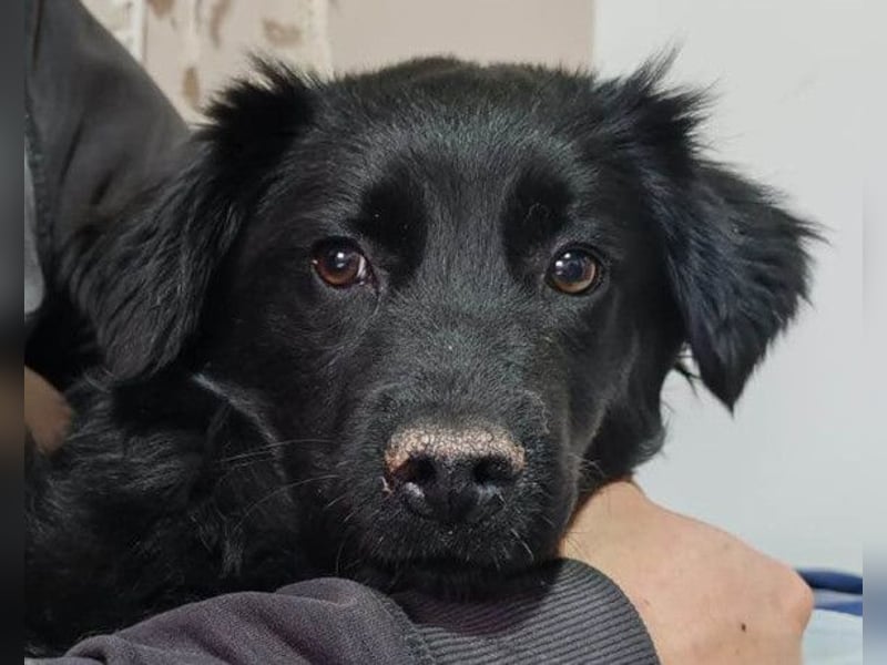 IRMA❤️schüchternes, sanftes Hundemädchen sucht ihr ruhiges Zuhause