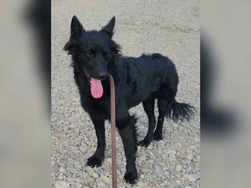 Schmusige Kaja ❤️ sucht Liebe, Sicherheit