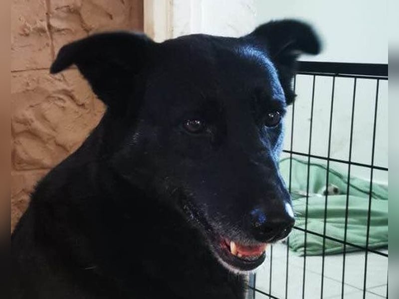 Megi ❤️ herzliche, sanfte Hunde-Seniorin