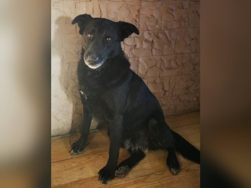 Megi ❤️ herzliche, sanfte Hunde-Seniorin