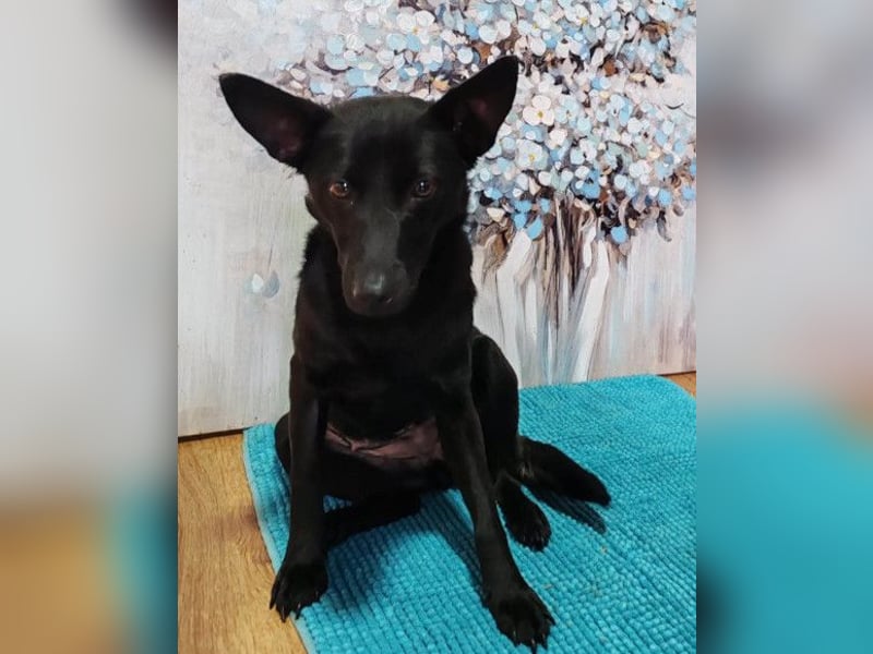 KIRA❤️sanftes, verschmustes Sonnenscheinchen sucht Liebe & Geborgenheit