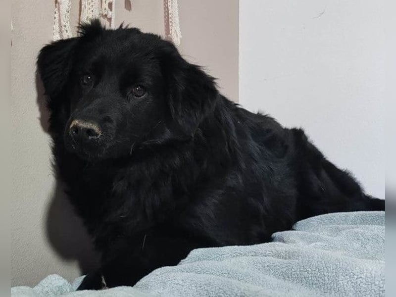 IRMA❤️schüchternes, sanftes Hundemädchen sucht ihr ruhiges Zuhause