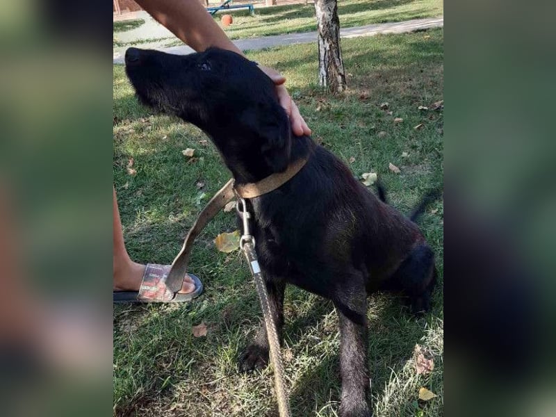 Ebony ❤️ verträglich, lieb, offen!