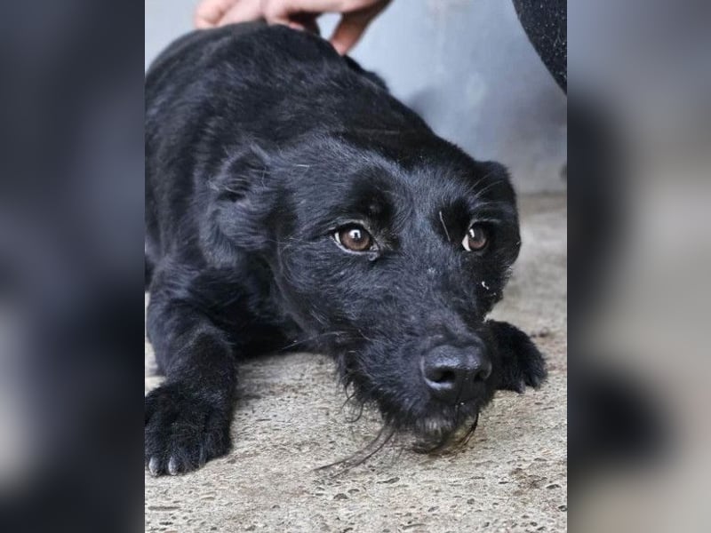 Ebony ❤️ verträglich, lieb, offen!