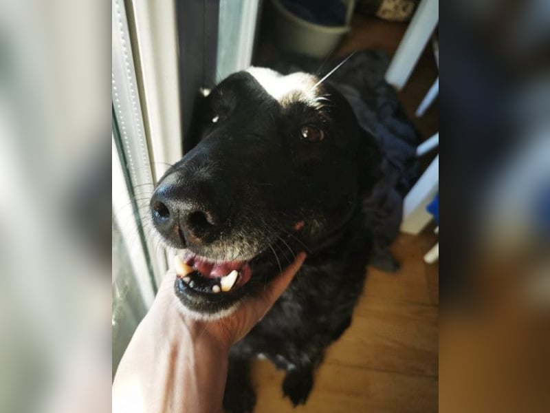 Megi ❤️ herzliche, sanfte Hunde-Seniorin