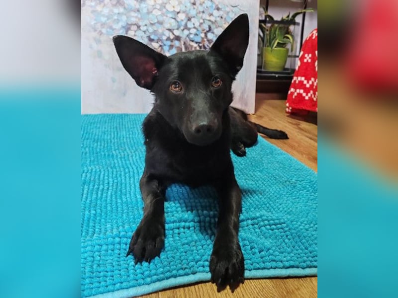 KIRA❤️sanftes, verschmustes Sonnenscheinchen sucht Liebe & Geborgenheit