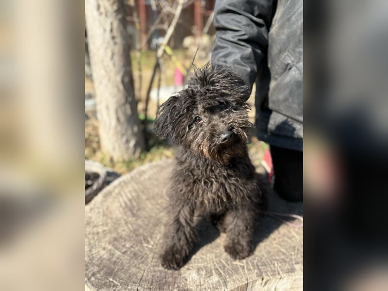 Everly sucht ihr Für-Immer-Zuhause!