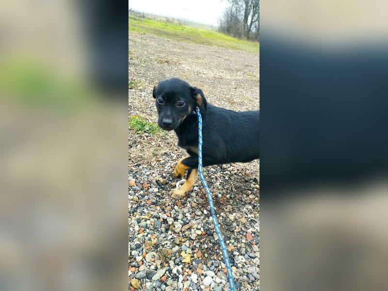 Die kleine Maya sucht ein liebevolles Heim!