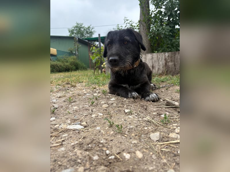 Süße Picurka sucht liebevolles Körbchen!