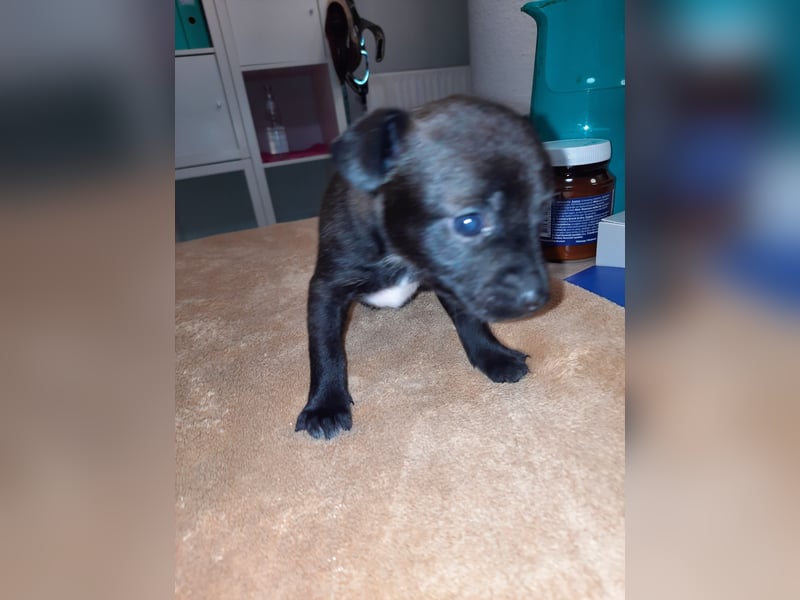 Spitz-Prager Rattler Welpen