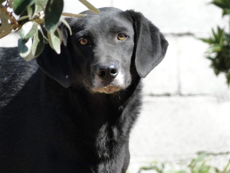 Lassie bescheiden und nur lieb