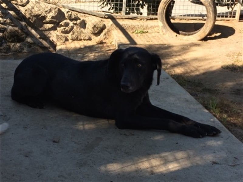 Lassie bescheiden und nur lieb