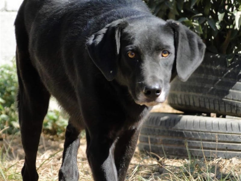 Lassie bescheiden und nur lieb
