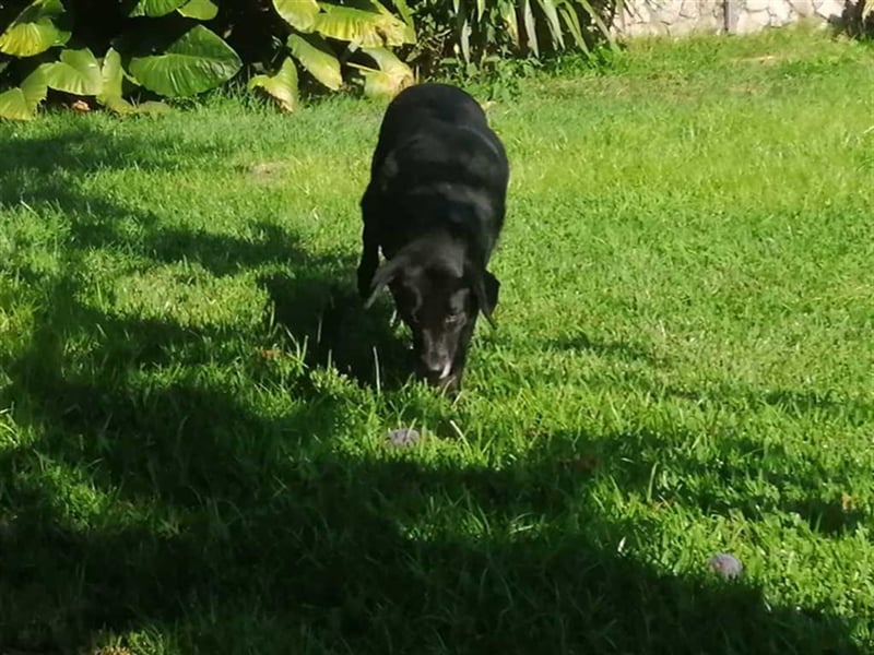 Lassie bescheiden und nur lieb
