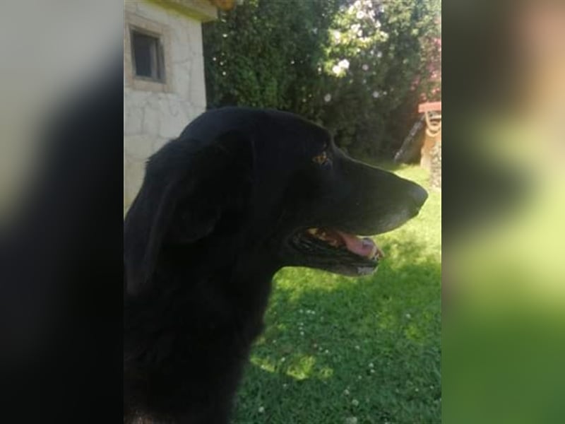 Lassie bescheiden und nur lieb