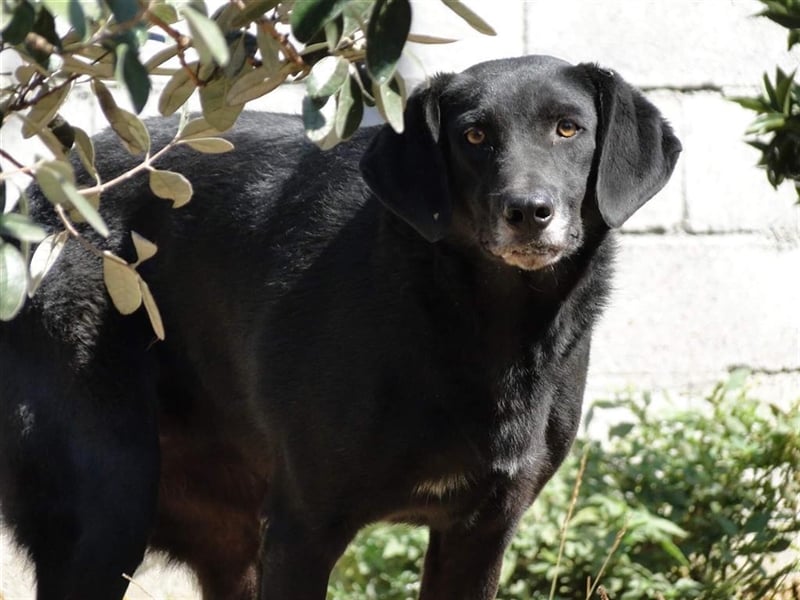 Lassie bescheiden und nur lieb