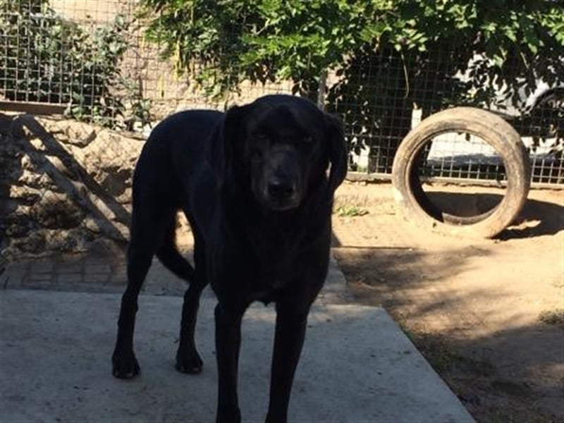 Lassie bescheiden und nur lieb