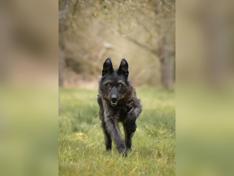Lotte, geb. 2020, nette Dame sucht Begleitung