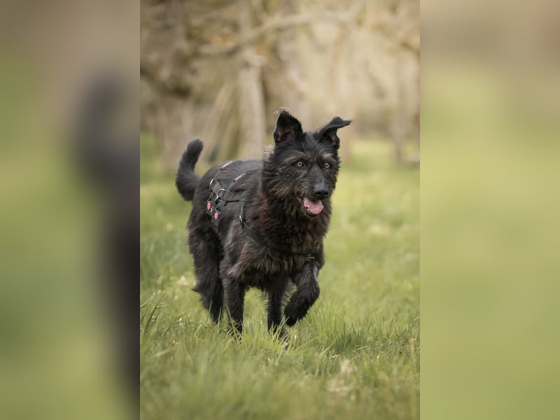 Lotte, geb. 2020, nette Dame sucht Begleitung