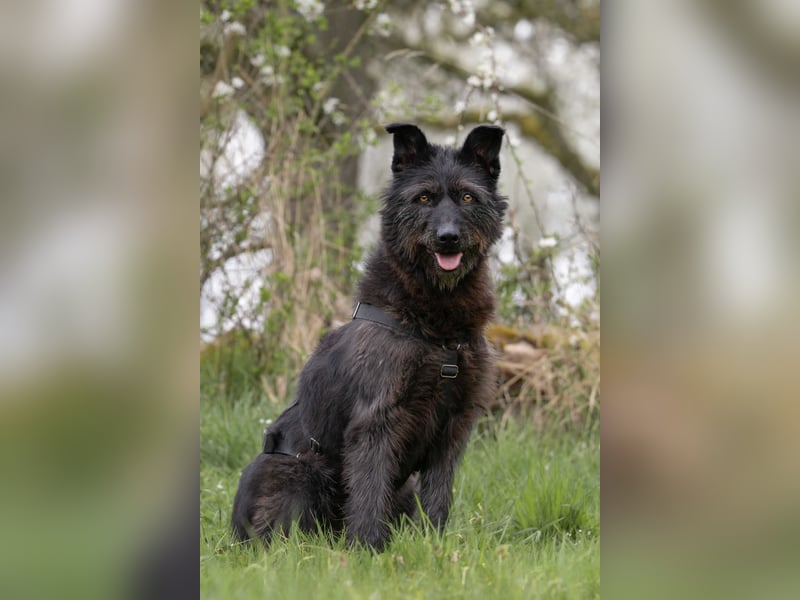 Lotte, geb. 2020, nette Dame sucht Begleitung